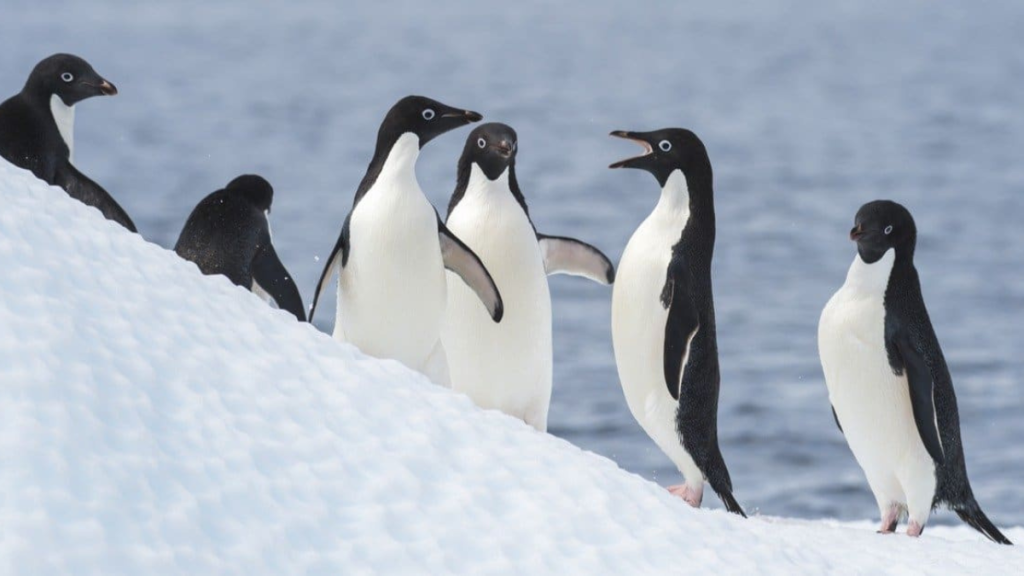 The Adélie penguin (Pygoscelis adeliae) is a species of penguin native to Antarctica, living along the entire Antarctic coast and on many surrounding sub‑Antarctic islands. They are one of the few penguin species that breed on Antarctic land rather than entirely on sea ice — using rocky, ice‑free ground for nesting.