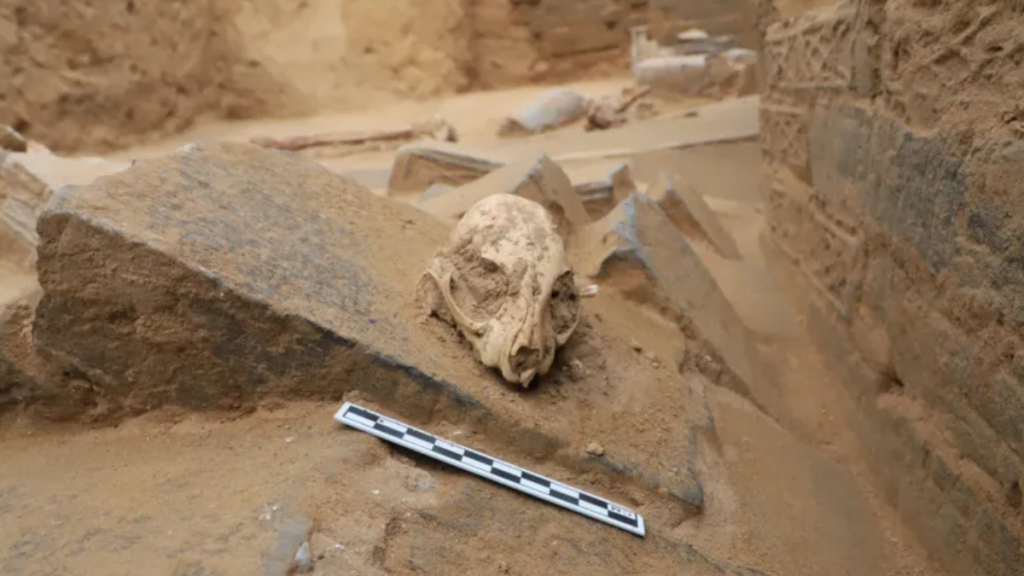 All domestic cats (Felis catus) trace their origins to the African wildcat. Yet, in typical feline fashion, they appear to have taken their time deciding when—and where—to form lasting bonds with humans. New scientific findings indicate that the transition from wild predator to household pet occurred much more recently than previously assumed, and in a different region.