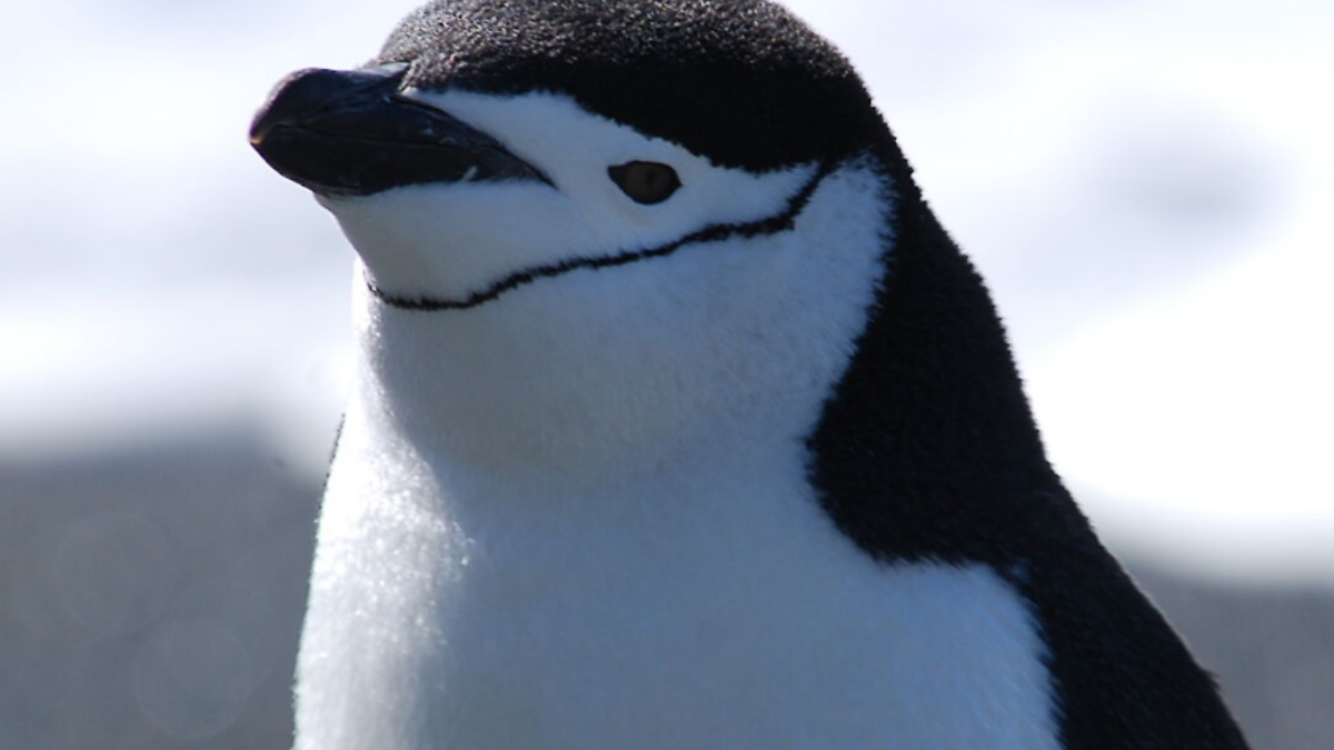Chinstrap penguins are among the most recognizable and abundant penguin species in the Antarctic and sub-Antarctic regions. Their distinctive black line under the chin resembles a strap, giving them their name, while their social, noisy colonies make them a fascinating subject for researchers and wildlife enthusiasts alike. This article explores their life cycle, habitat, diet, adaptations, and conservation status in detail.