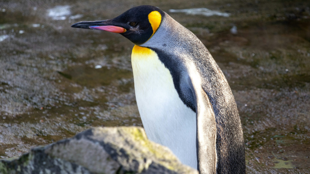 The emperor penguin (Aptenodytes forsteri) is the largest species of penguin and is uniquely adapted to life in the frigid Antarctic environment.