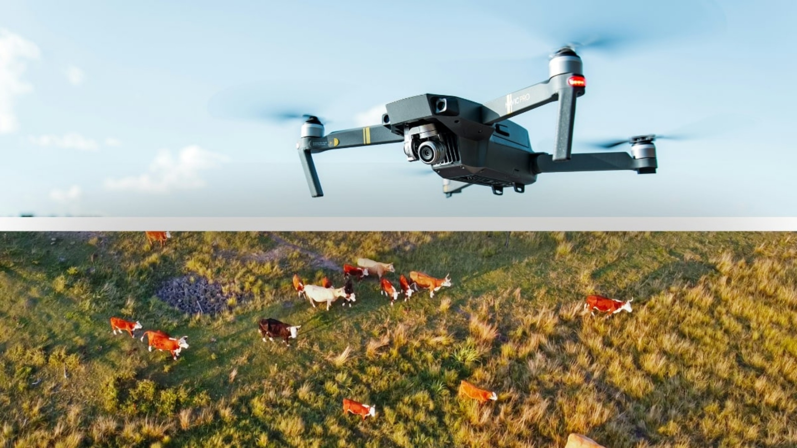 Showing Animals Respect & Kindness (SHARK), a small nonprofit based in Illinois, has spent nearly two decades using drones to expose cockfighting and other forms of animal cruelty that often occur behind high fences or in remote rural areas. With cockfighting illegal in every U.S. state, promoters usually hide their activities, but SHARK’s aerial surveillance has made it increasingly difficult for abusers to operate unnoticed.