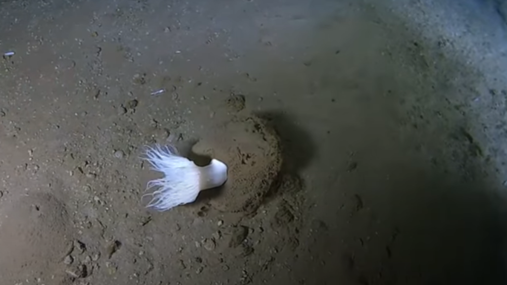 An international team has captured footage of 29,556 animals in Japan’s deepest ocean trenches, revealing how life survives in darkness and extreme pressure. Using a full ocean-depth submersible, researchers explored three trenches—the Japan, Ryukyu, and Izu Ogasawara—filming the seafloor in unprecedented detail.