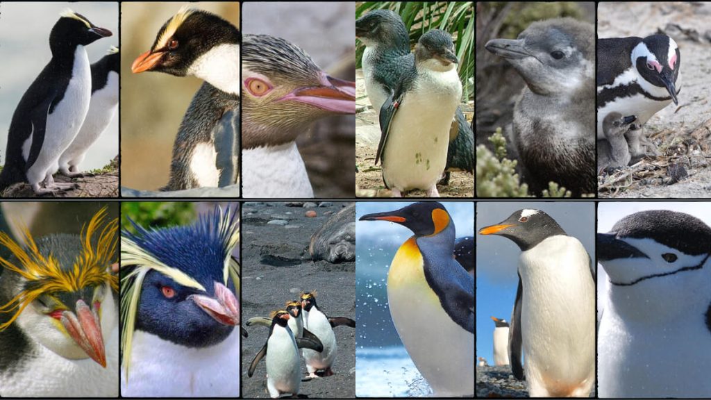 we’ll explore types of penguins, their unique traits, habitats, and behaviors, as well as their ecological importance and conservation status.