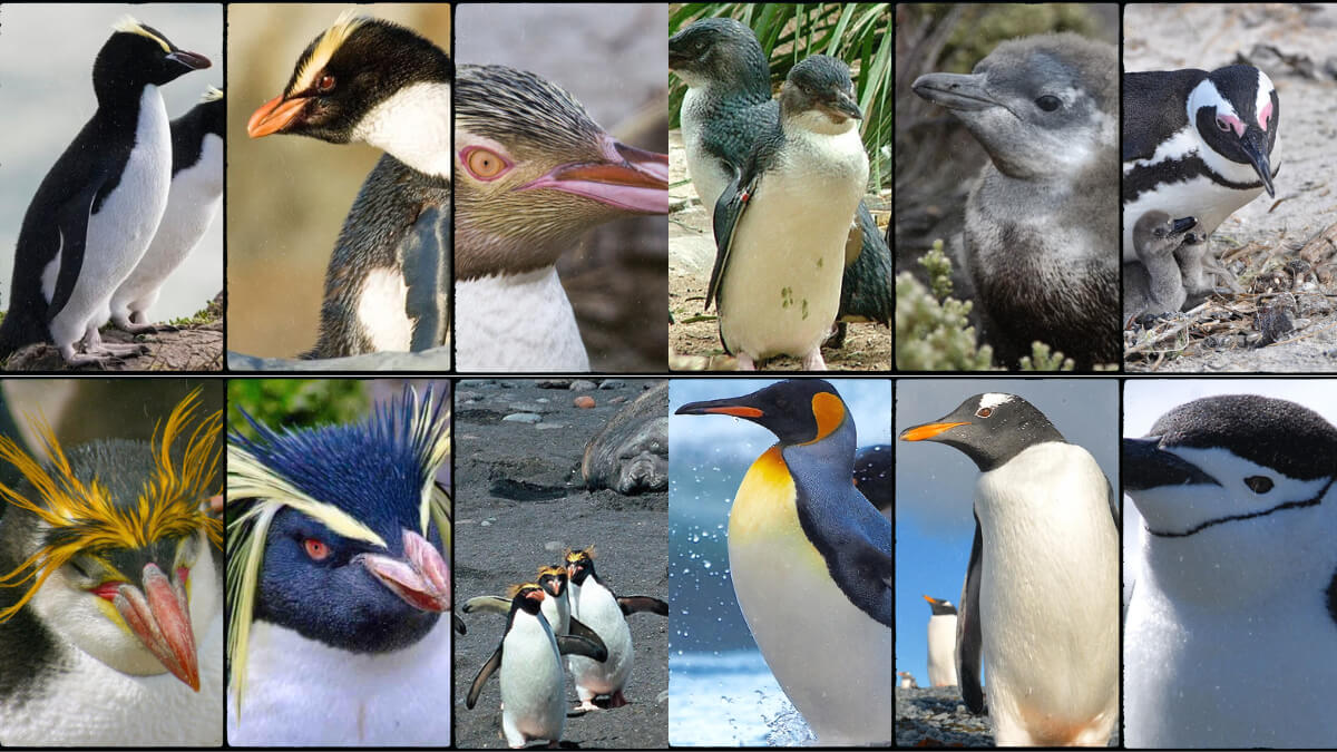 we’ll explore types of penguins, their unique traits, habitats, and behaviors, as well as their ecological importance and conservation status.