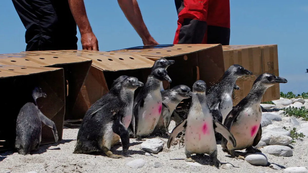 we’ll explore both how penguins defend themselves naturally and concrete steps you can take to support their conservation.