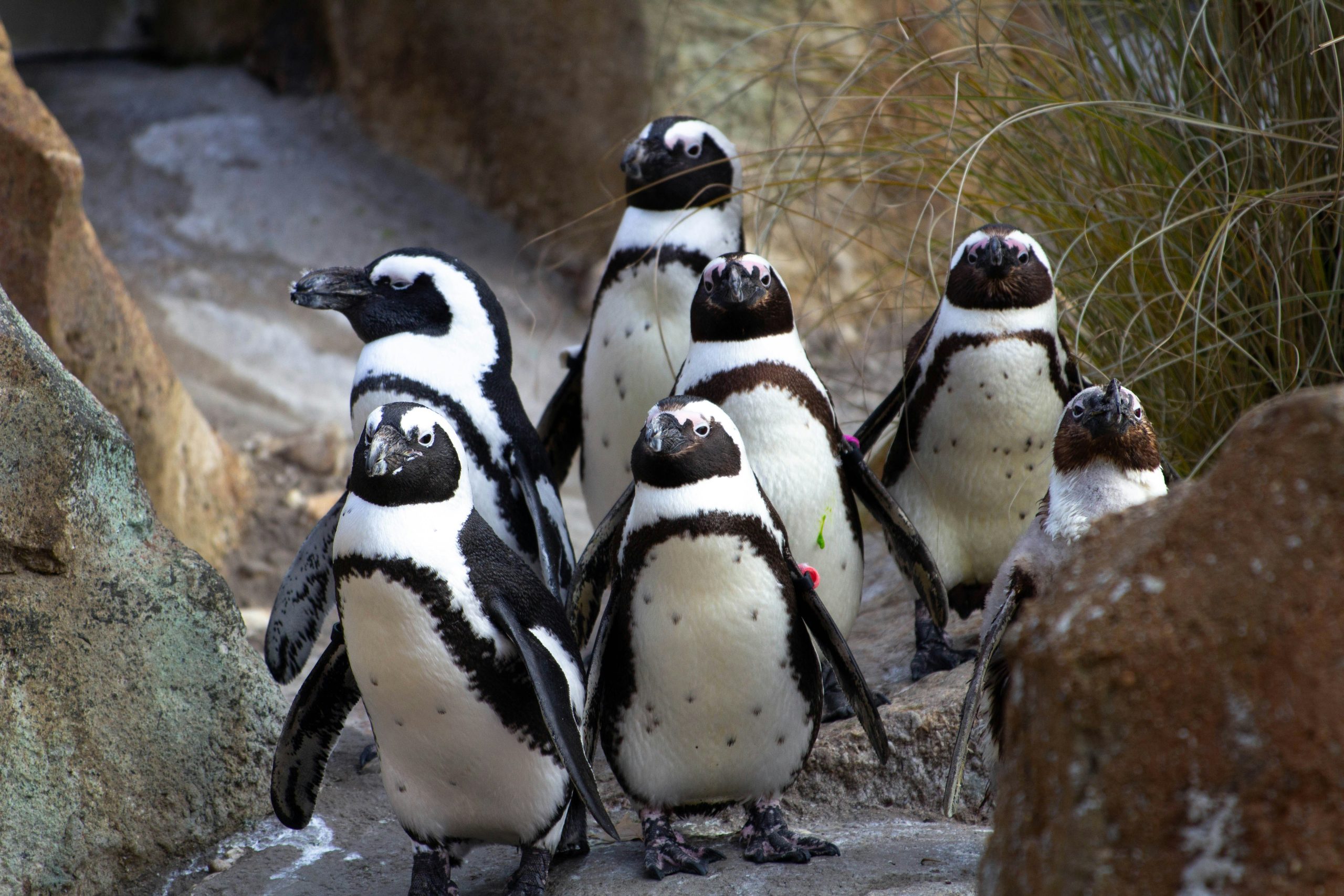 African Penguin 3