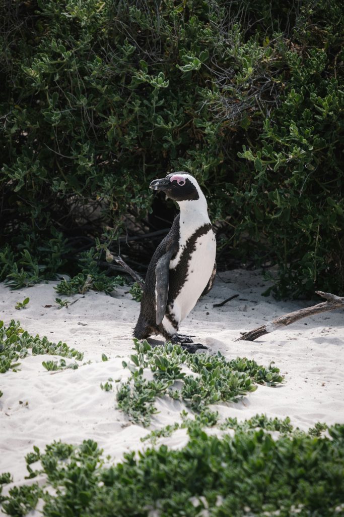 African Penguin 2