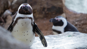 African penguins (Spheniscus demersus) are one of the most unique penguin species on the planet. Despite the popular belief that all penguins live in icy climates, these birds thrive along warm African coastlines.