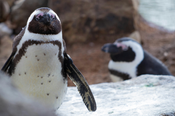 African penguins (Spheniscus demersus) are one of the most unique penguin species on the planet. Despite the popular belief that all penguins live in icy climates, these birds thrive along warm African coastlines.