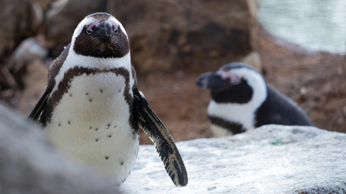 African penguins (Spheniscus demersus) are one of the most unique penguin species on the planet. Despite the popular belief that all penguins live in icy climates, these birds thrive along warm African coastlines.
