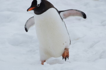 Penguins are among the most fascinating birds in the world, but their unique appearance and behavior often lead people to wonder: Are penguins mammals? In this guide, we answer this question and explore other related curiosities about penguins, including some surprising facts about their biology and parenting habits.