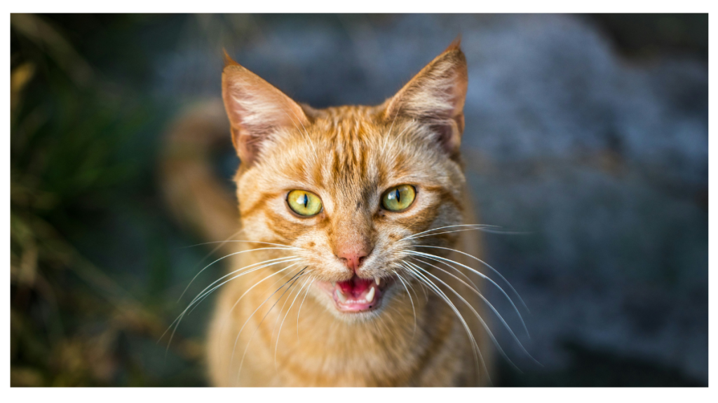Cat Meowing for Food but Not Eating?