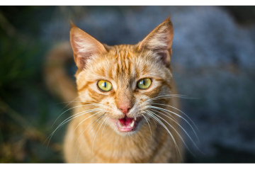 Cat Meowing for Food but Not Eating?