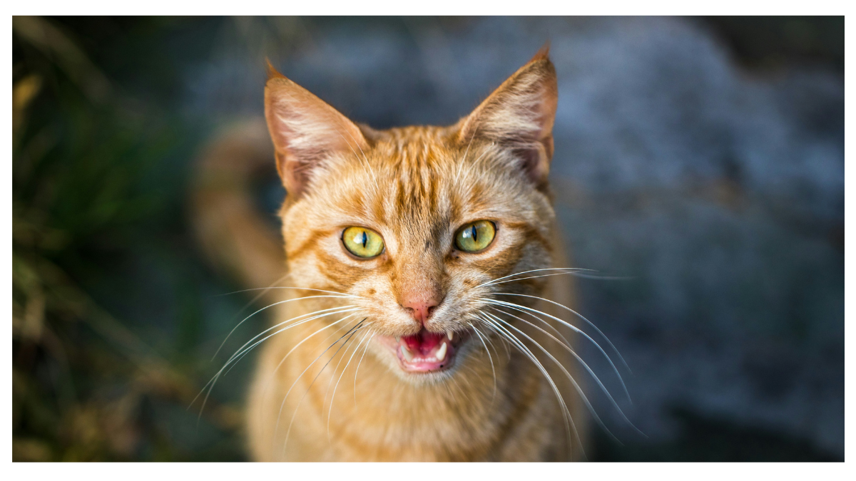 Cat Meowing for Food but Not Eating?