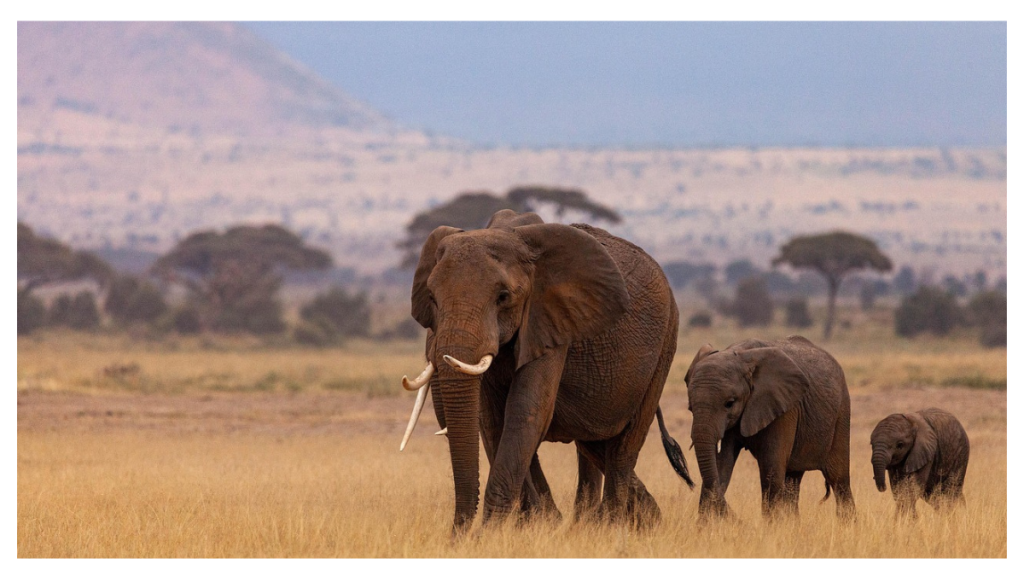 In Kajiado County, where one elephant believed to have killed two people was later shot, residents say encounters with roaming elephants have become more frequent and far more dangerous.