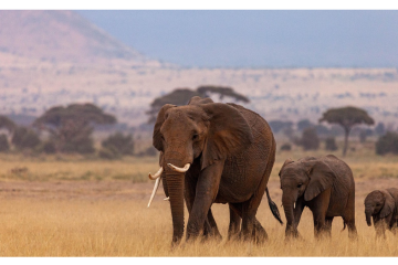 In Kajiado County, where one elephant believed to have killed two people was later shot, residents say encounters with roaming elephants have become more frequent and far more dangerous.