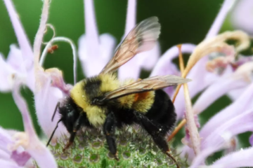 The Shenandoah salamander, northern long-eared bat, and rusty patched bumblebee are among several federally endangered species in Virginia that could be affected by proposed revisions to the Endangered Species Act (ESA) announced by the Trump administration.