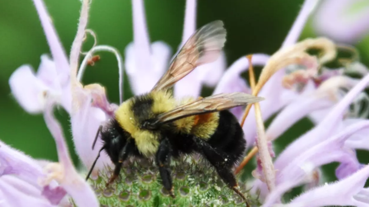 The Shenandoah salamander, northern long-eared bat, and rusty patched bumblebee are among several federally endangered species in Virginia that could be affected by proposed revisions to the Endangered Species Act (ESA) announced by the Trump administration.