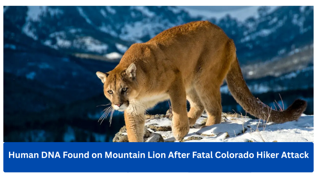 Human DNA Found on Mountain Lion After Fatal Colorado Hiker Attack