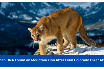 Human DNA Found on Mountain Lion After Fatal Colorado Hiker Attack