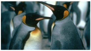 King Penguin