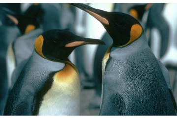 King Penguin