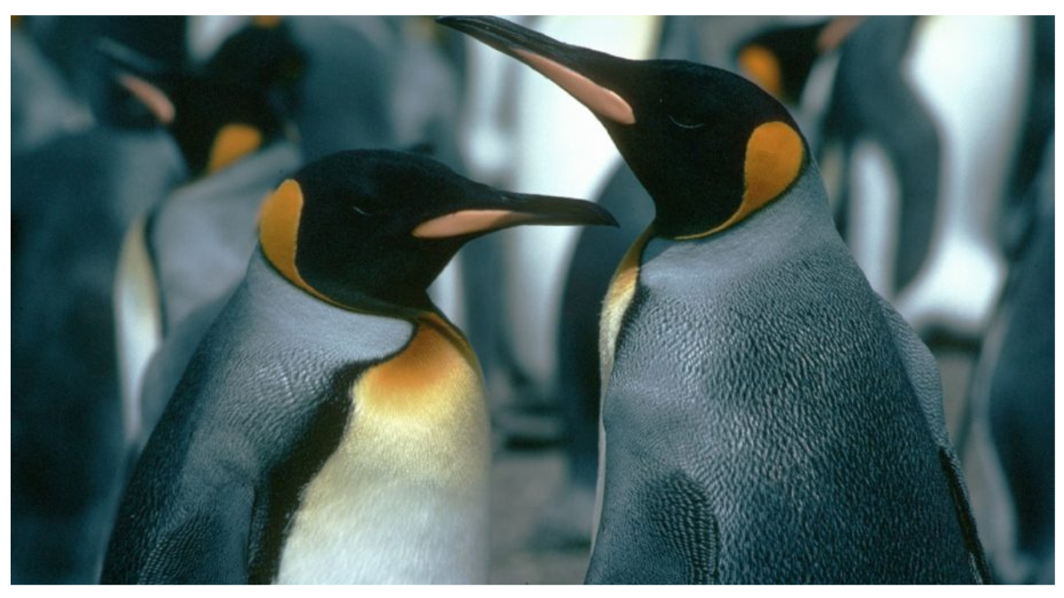 King Penguin
