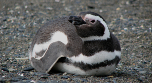 The Magellanic penguin (Spheniscus magellanicus) is a charismatic medium-sized seabird native to the temperate coasts of South America. Named for the Portuguese explorer Ferdinand Magellan, whose crew first documented the species in 1520, these penguins are among the most widespread of the banded penguin group, and show remarkable adaptations to life at sea and on land.