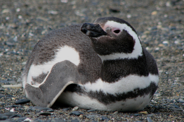 The Magellanic penguin (Spheniscus magellanicus) is a charismatic medium-sized seabird native to the temperate coasts of South America. Named for the Portuguese explorer Ferdinand Magellan, whose crew first documented the species in 1520, these penguins are among the most widespread of the banded penguin group, and show remarkable adaptations to life at sea and on land.