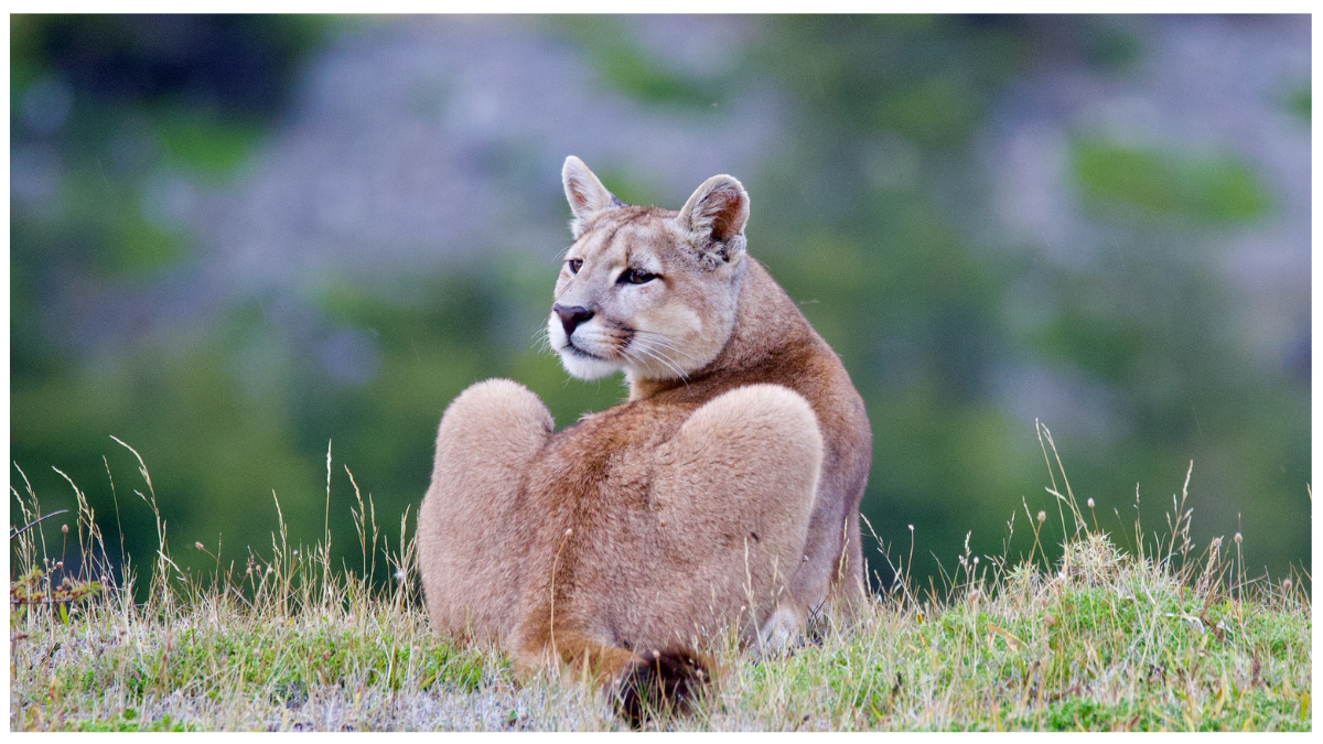 The mountain lion, also called cougar, puma, panther, or catamount, is one of the most widespread and iconic predators in the Americas.