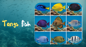 Tang fish are among the most fascinating and colorful saltwater fish on the planet. Known for their bright colors, unique body shapes, and ecological importance...