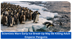 Satellite observations have revealed previously unknown moulting colonies of emperor penguins in Antarctica, but rapidly shrinking sea ice is pushing the birds into crowded fast-ice refuges. Early seasonal ice break-up may already have caused substantial adult deaths, intensifying concerns about the species’ long-term survival.