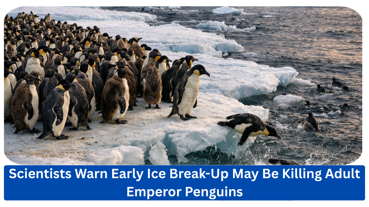 Satellite observations have revealed previously unknown moulting colonies of emperor penguins in Antarctica, but rapidly shrinking sea ice is pushing the birds into crowded fast-ice refuges. Early seasonal ice break-up may already have caused substantial adult deaths, intensifying concerns about the species’ long-term survival.