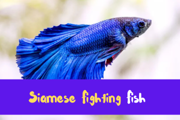 Siamese Fighting Fish