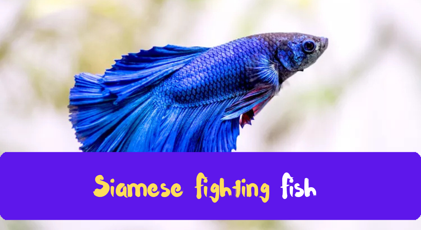 Siamese Fighting Fish