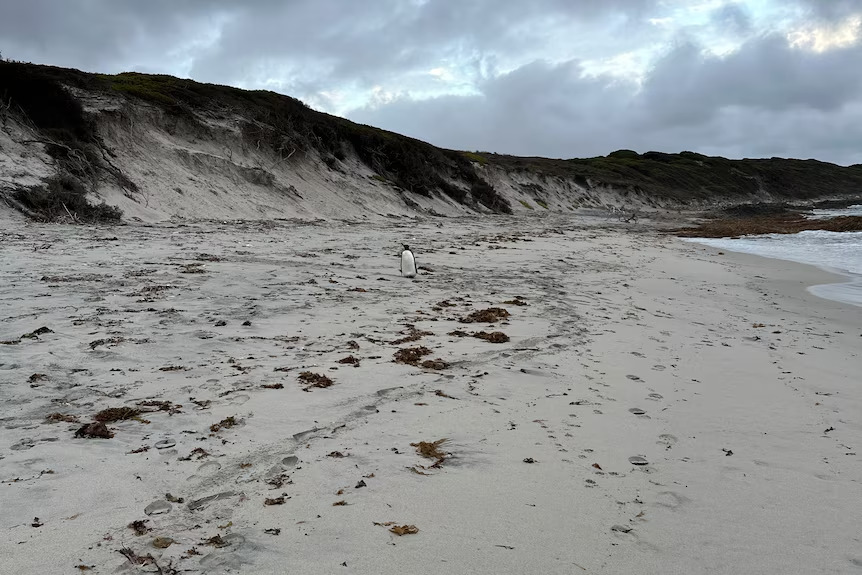 The king penguin was spotted by campers who were staying at Quagi Beach. (Supplied Esperance Wildlife Hospital)