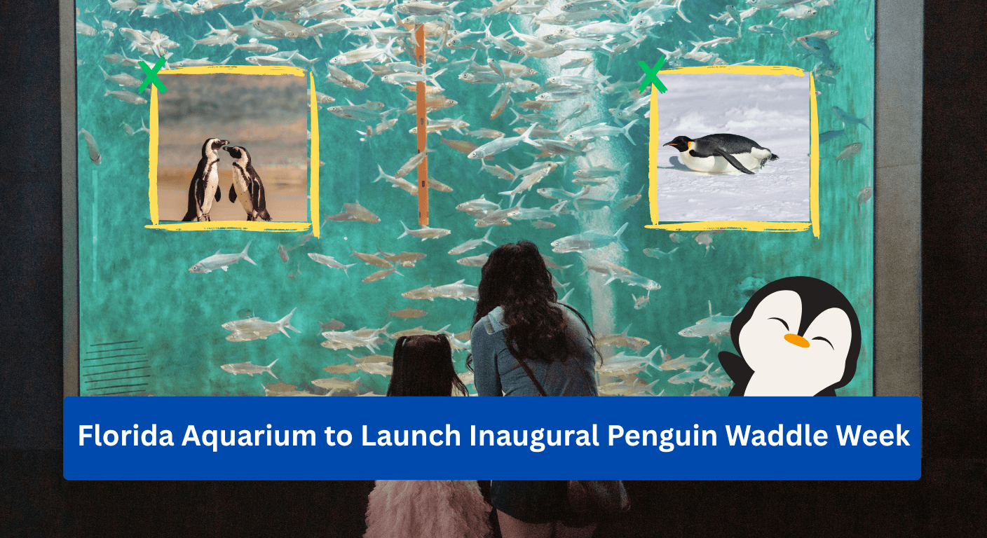 The event, beginning on 20 April, will feature daily appearances of African penguins walking through the aquarium’s lobby.