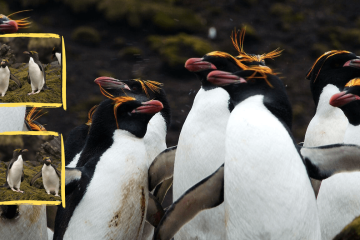 The macaroni penguin (Eudyptes chrysolophus) is one of the most distinctive penguin species, easily recognized by its bright yellow crest.