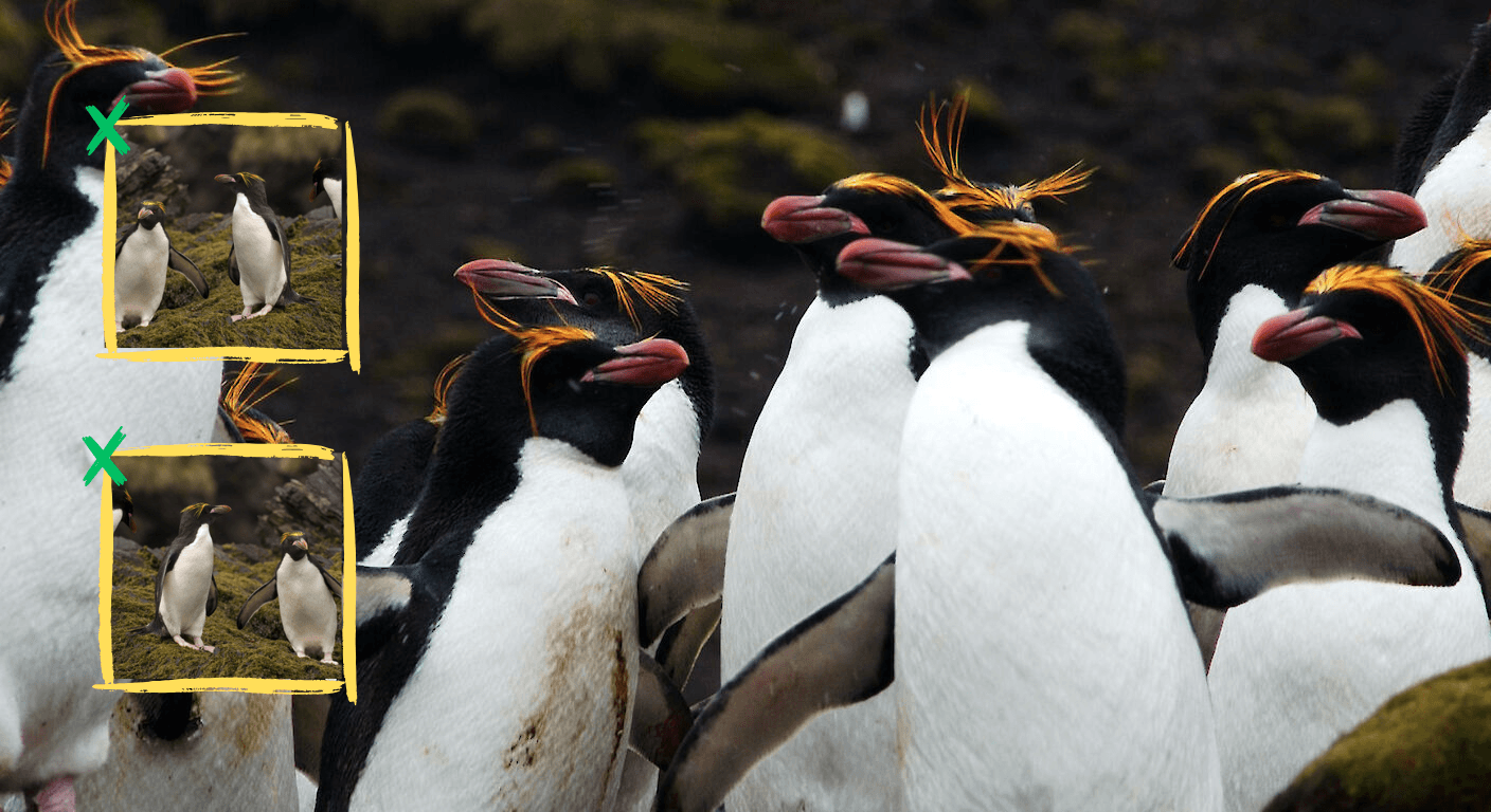 The macaroni penguin (Eudyptes chrysolophus) is one of the most distinctive penguin species, easily recognized by its bright yellow crest.