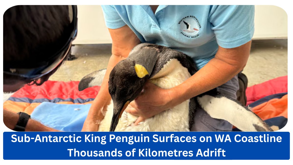 Sub-Antarctic King Penguin Surfaces on WA Coastline Thousands of Kilometres Adrift